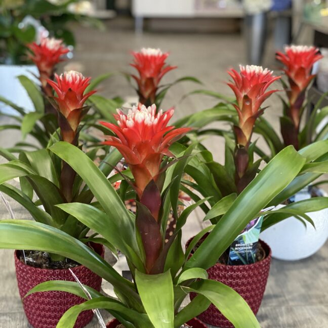 Bromelia Vriesea