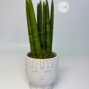Sansevieria cylindrica – Svokrine jazyky